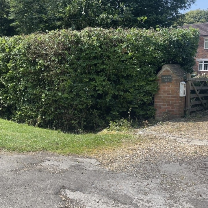 After: neatly trimmed hedge line