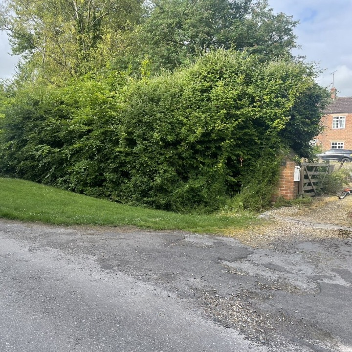 Before: overgrown hedge line