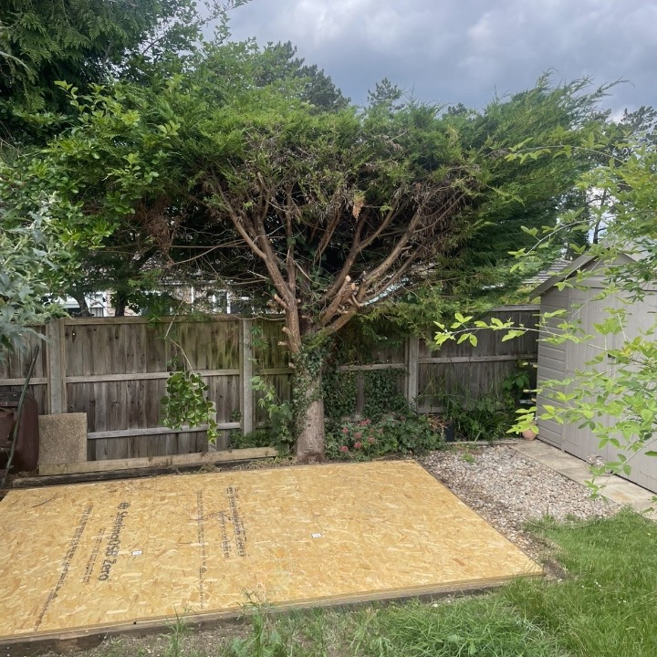 Before: tree canopy before pruning