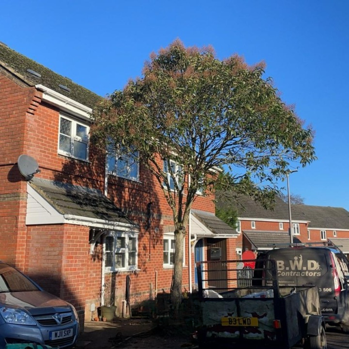 Before: tree canopy prior to work